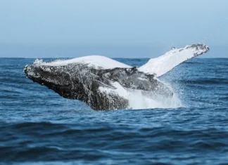 Festival de Filmes de Ciência leva conhecimento e diversão