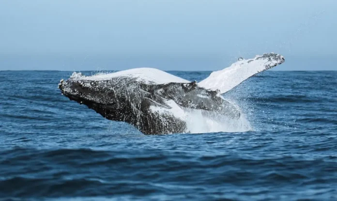 baleia-© Camila Dalossi