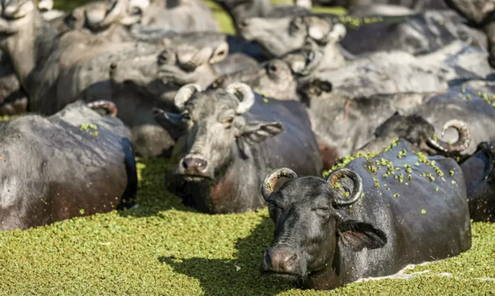 bufalos-© Marcelo Camargo