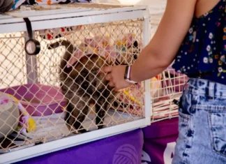 Vem aí mais uma Feira Pet no Buriti