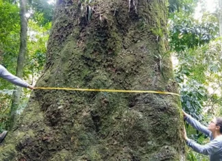 Jequitibá-Rosa gigante de 500 Anos é descoberto no Rio