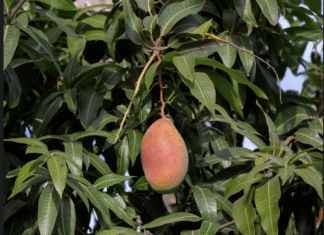 Colheita de manga em Brasília exige alerta de risco elétrico