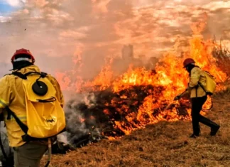 DF chega à COP 30 com queda recorde de 95% no desmatamento