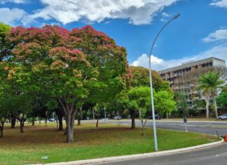 Fenômeno natural da sapucaia colore o DF de vermelho