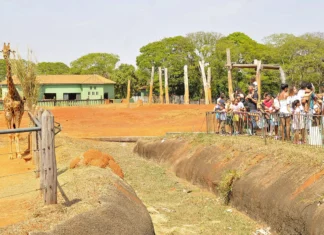 Finados no DF: Serviços e lazer