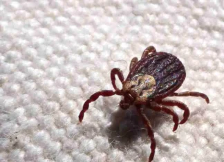 Duas mortes por febre maculosa são confirmadas no interior de SP