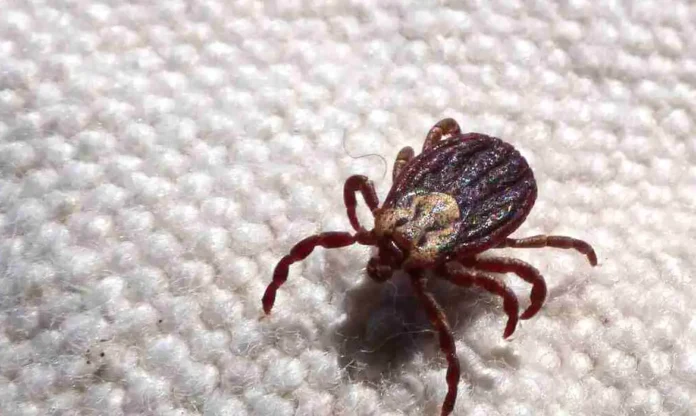 carrapato-© Prefeitura de Jundiaí