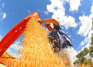 Safra de grãos 2026 deve recuar 3,7% após ano recorde, diz IBGE