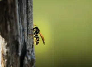 Peçonha de Vespas pode tratar Alzheimer e Parkinson