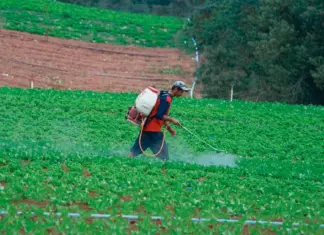 specialistas alertam: contaminação por agrotóxicos aprofunda desigualdades no Brasil