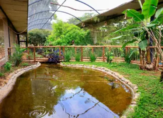 Zoológico de Brasília celebra 68 anos com novo aviário