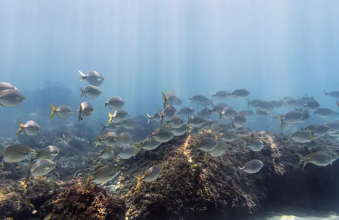 oceanoatlanditoc_freepik