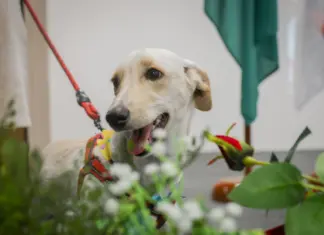 Projeto Pet ConVivência institucionaliza pets nas escolas do DF