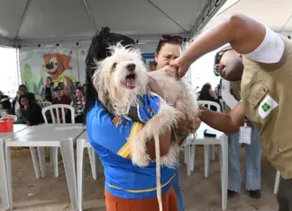 Vacinação antirrábica neste sábado (22/08) Cachorro sendo vacinado