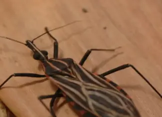 Surto de Chagas em Ananindeua