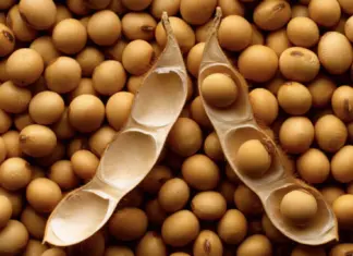 Lei de MT volta a vigorar e pressiona Moratória da Soja