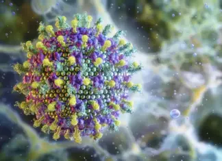 Saúde descarta risco do vírus Nipah no Brasil Imagem de post