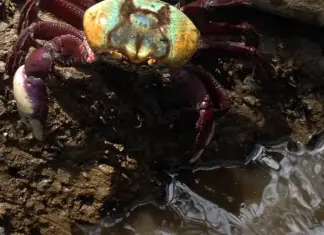 Defeso do caranguejo-uçá em 2026 começa em janeiro