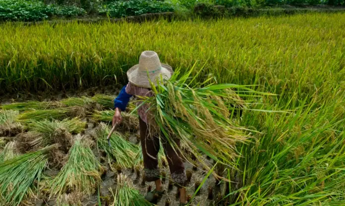 Colheita-Ministério Público do Trabalho - Divulgação trabalho forçado