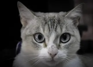 Vacinação antirrábica protege pets e famílias no DF Gato cinza