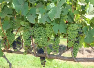 Carnaval em Brasília: rotas de sossego e natureza Parreiras de uvas