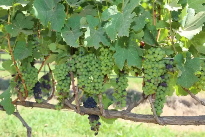 Parreiras de uvas