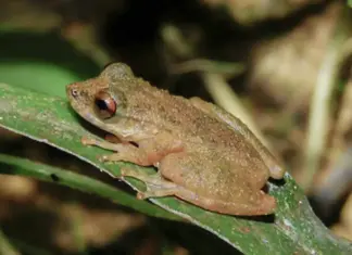 Nova perereca Ololygon paracatu é descrita no Cerrado