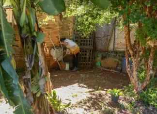 Wolbachia no DF: teste decide queda da dengue em 2026 Pessoa no quintal