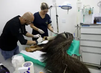 Hospital da fauna do DF passa de 5 mil atendimentos Hfaus DF atende e reabilita animais silvestres para soltura no Distrito Federal