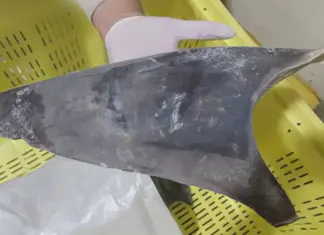 Ibama fecha cerco ao comércio de barbatanas de tubarão Ibama endurece regras e proíbe exportação de barbatanas