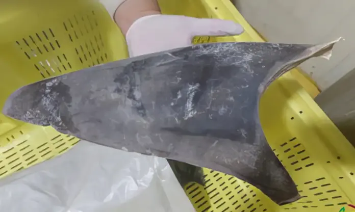 Ibama endurece regras e proíbe exportação de barbatanas