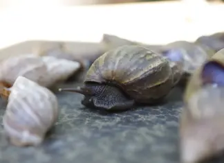 Chuvas elevam alerta para caramujo africano no DF alerta sobre caramujo africano em quintais molhados do Distrito Federal durante o período de chuvas