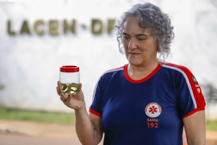 escorpiões lideram acidentes peçonhentos no DF