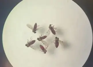 Oropouche pode ter até 200 casos reais por notificação mosquito-pólvora associado à transmissão da febre do Oropouche