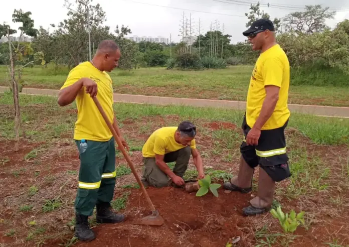plantio de mudas nativas do Cerrado no DF