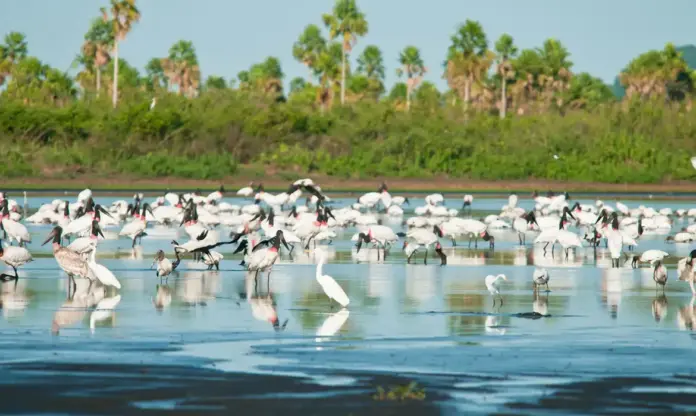 áreas protegidas do Pantanal e do Cerrado