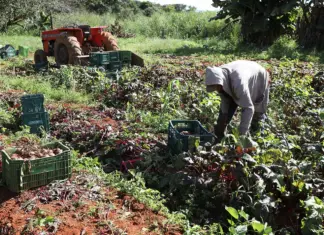 GDF amplia compras da agricultura familiar nas escolas agricultura familiar