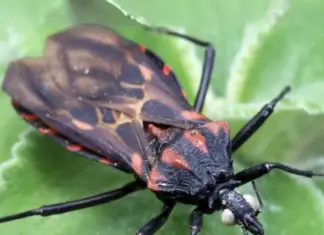 Doença de Chagas fique alerta Inseto Barbeiro