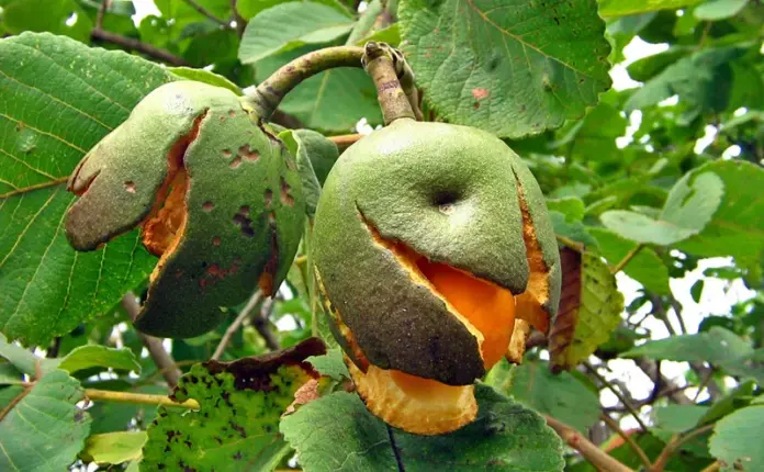 Pequi