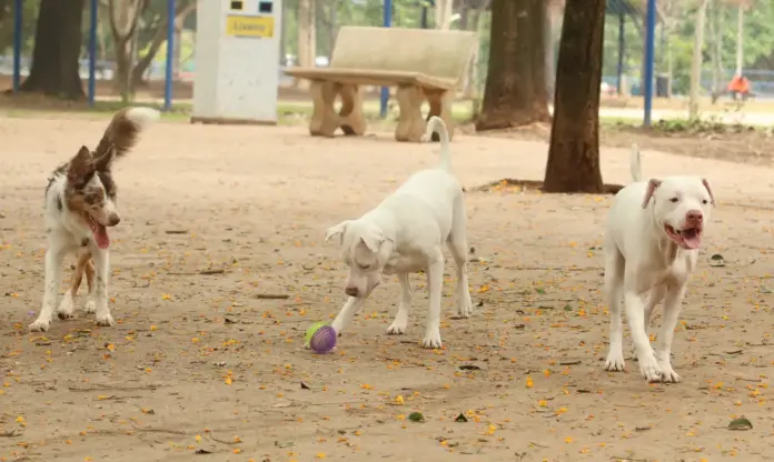 Cachorros