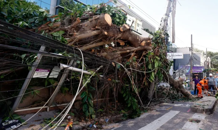 Árvores caídas na rua - Tânia Rêgo-Agência Brasil Árvores caídas na rua