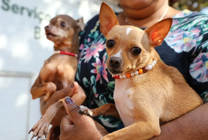Cachorrinhos no colo