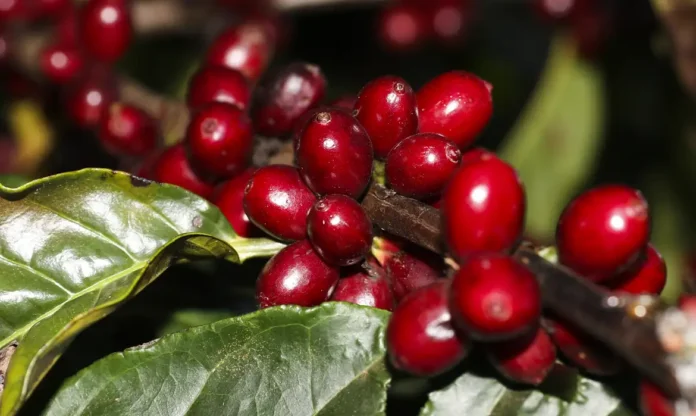 Café