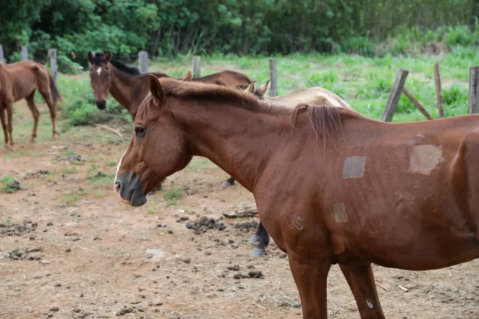 Cavalos no curral