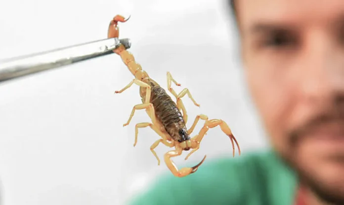 Escorpião
