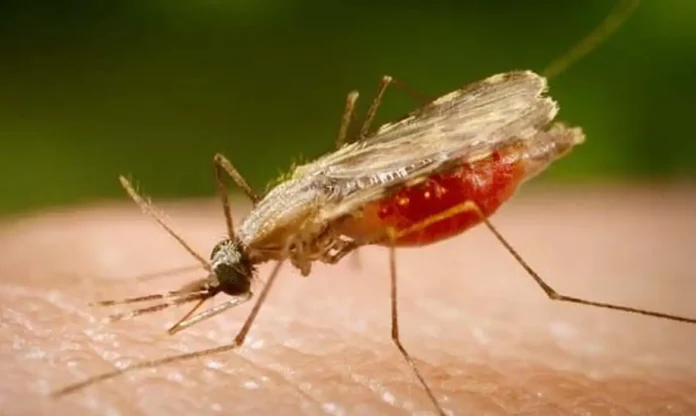 Mosquito da malária