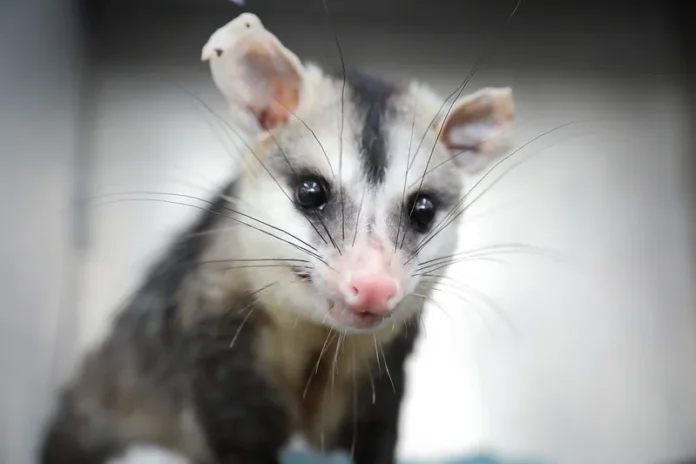 Saruê - Divulgação Arquivo Agência Brasília Saruê