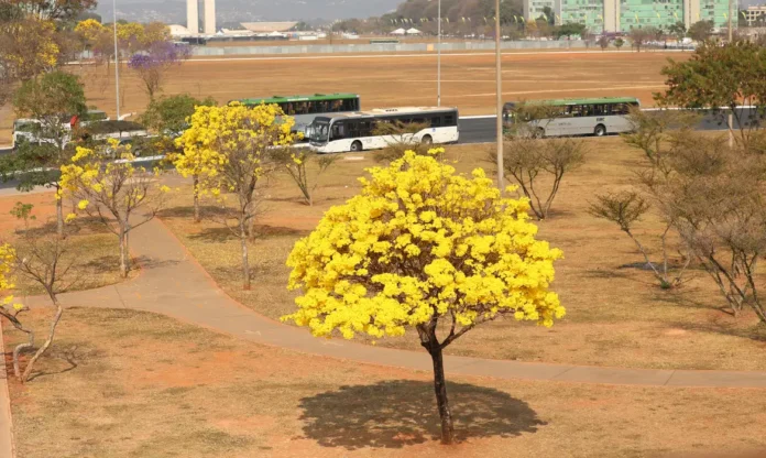 Ipê amarelo